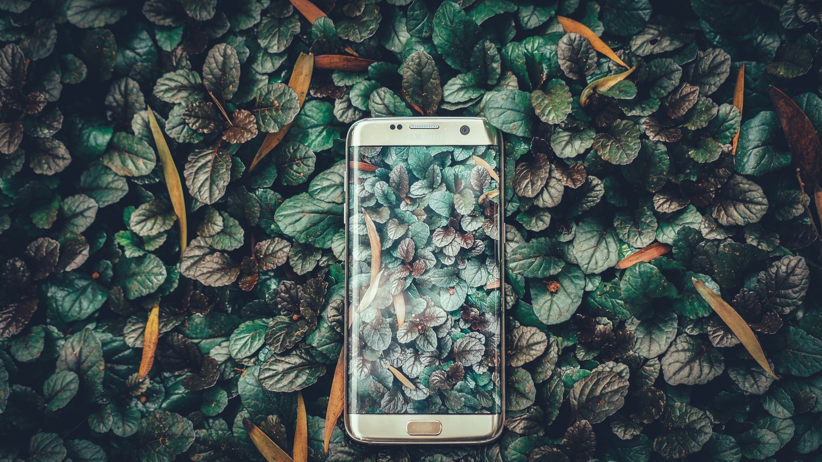 Smartphone lying in weeds with the screen showing the same weeds